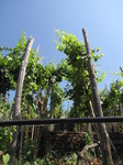 SX19670 Grapevines in Corniglia, Cinque Terre, Italy.jpg